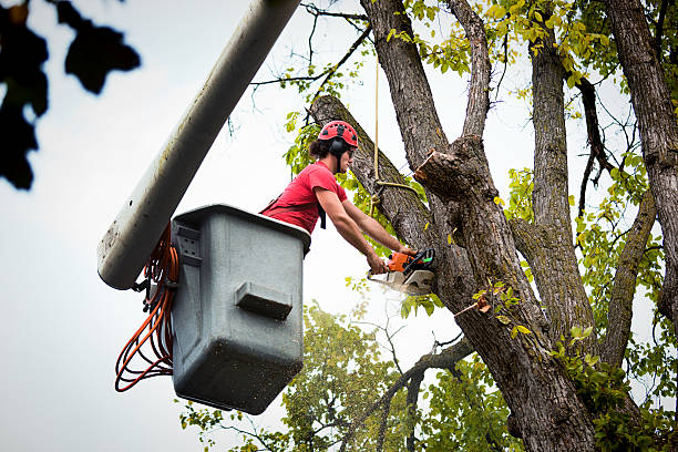 How Our Tree Care Process Works  in San Leon, TX